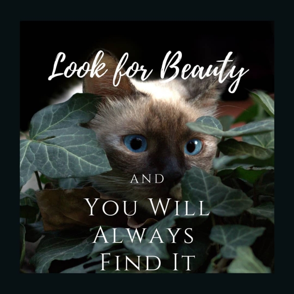 ==AND cole are : ea ge ation y, «