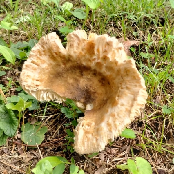 er = “has? s “at at ees tg” “ae ie Sane Co Pa a le, air a pe AN 4) Sufi ‘ iy